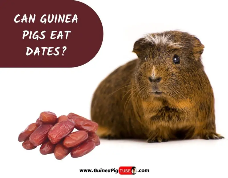 Can Guinea Pigs Eat Dates