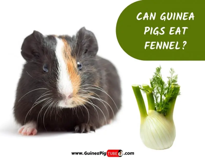 Can Guinea Pigs Eat Fennel