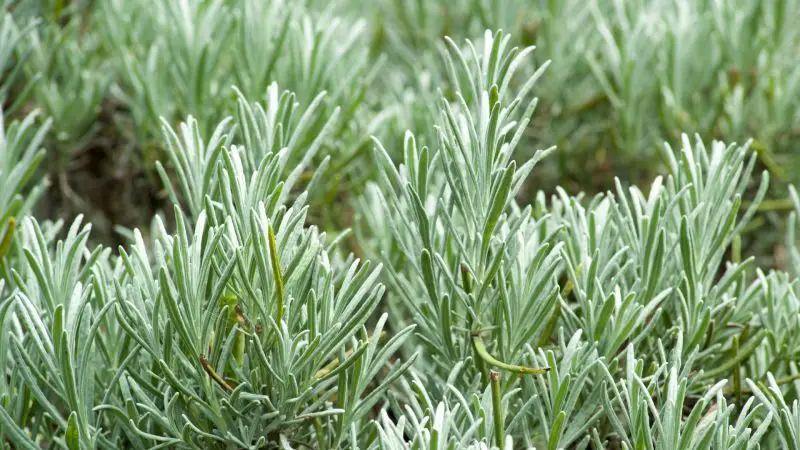 Can Guinea Pigs Eat Lavender Leaves