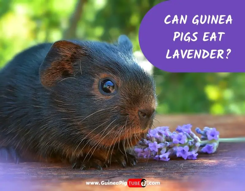 Can Guinea Pigs Eat Lavender