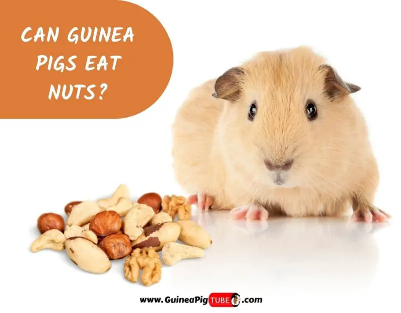 do guinea pigs eat nuts
