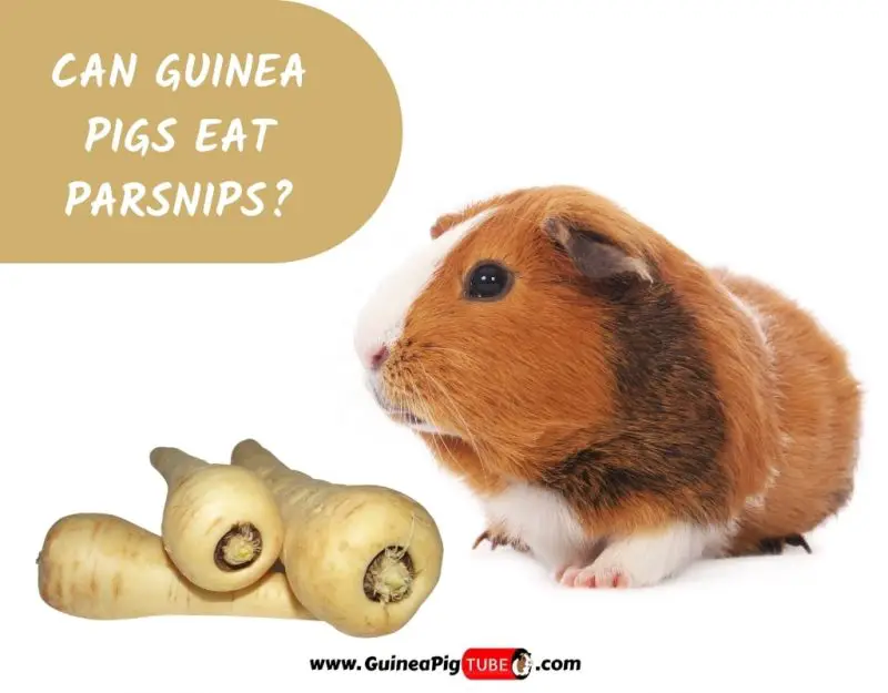 Can Guinea Pigs Eat Parsnips