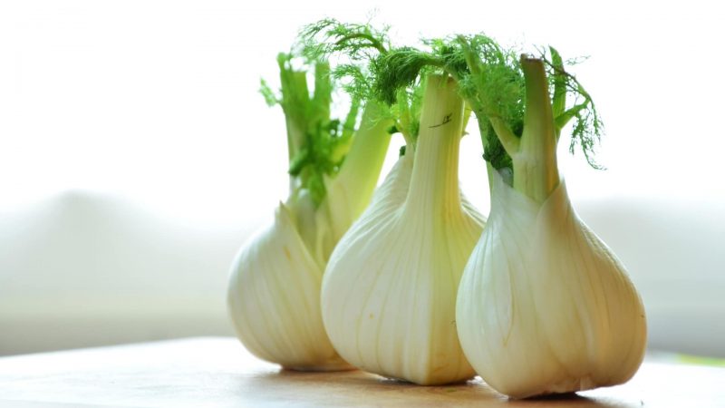 Is Fennel Good for Guinea Pigs