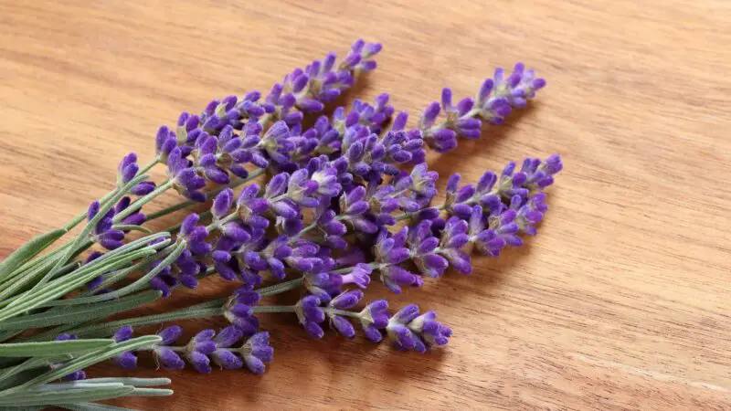 Is Lavender Good for Guinea Pigs
