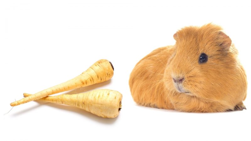 More Information About Guinea Pig and Parsnip