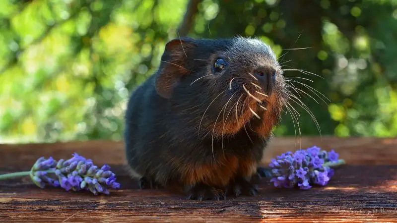More Information About Guinea Pigs and Lavender