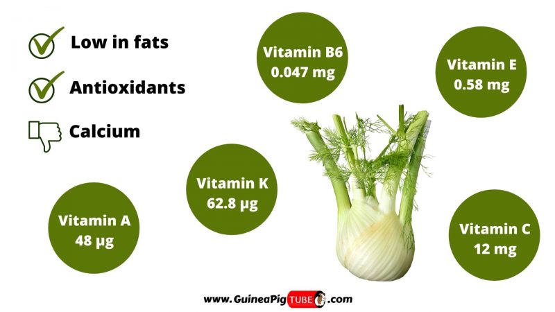 Nutrition Facts of Fennel for Guinea Pigs