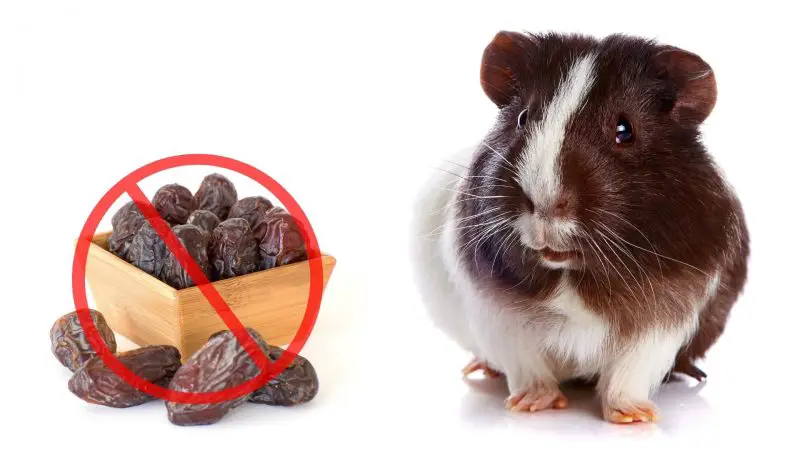 Risks to Consider When Feeding Dates to Guinea Pigs