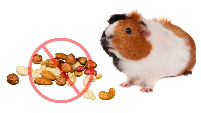 Risks to Consider When Feeding Nuts to Guinea Pigs