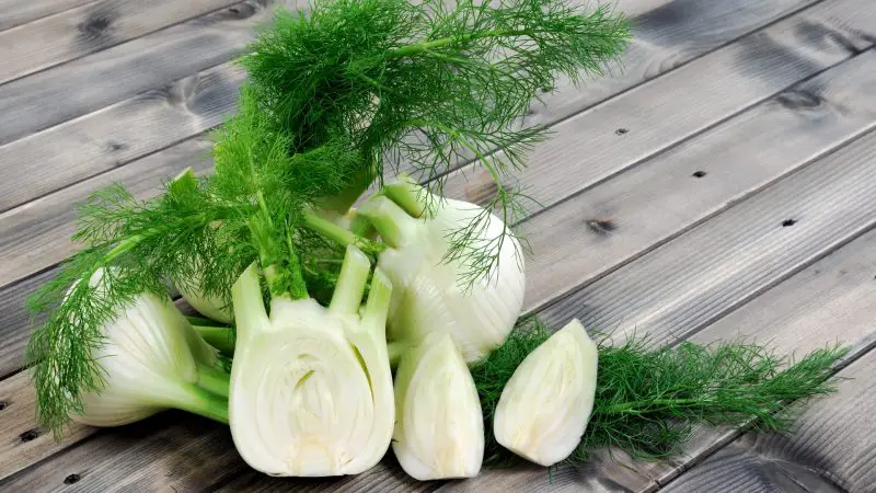 Serving Size and Frequency of Fennel for Guinea Pigs