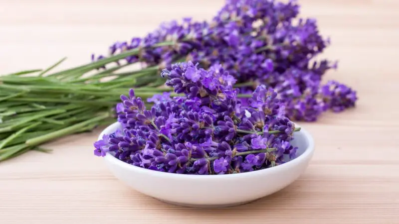 Serving Size and Frequency of Lavender for Guinea Pigs