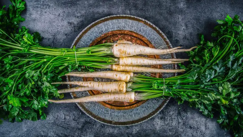 Serving Size and Frequency of Parsnips for Guinea Pigs