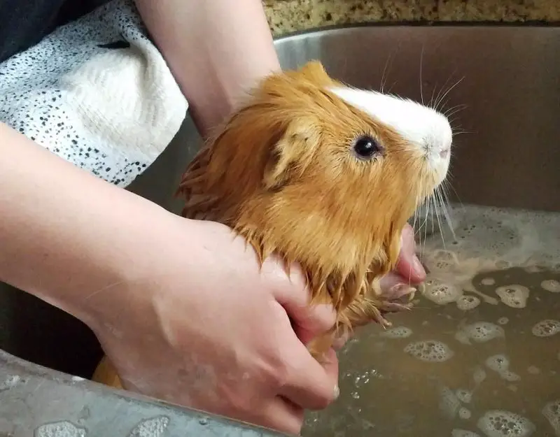 Best Guinea Pig Shampoo