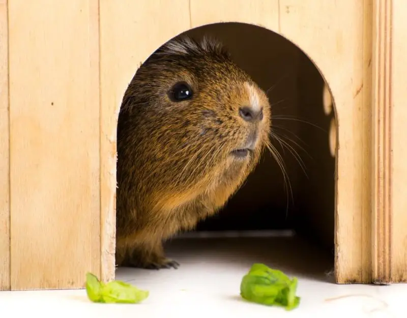 Best Guinea Pig Toys.