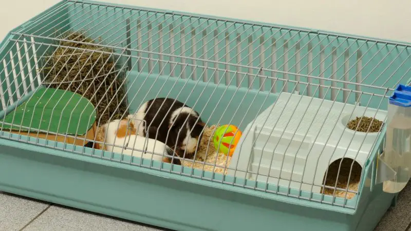 Factors to Consider Before Purchasing Guinea Pig Cages