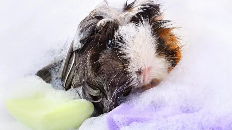 Factors to Consider When Buying Guinea Pig Shampoos
