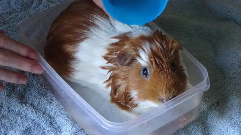 How Often Should You Bathe Your Guinea Pig.