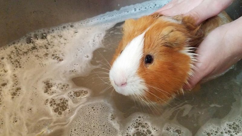 How to Give Your Guinea Pig a Bath