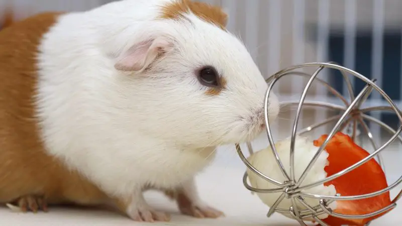 What Are the Different Types of Guinea Pig Toys