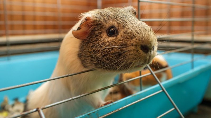 What Is the Perfect Size for a Guinea Pig Cage