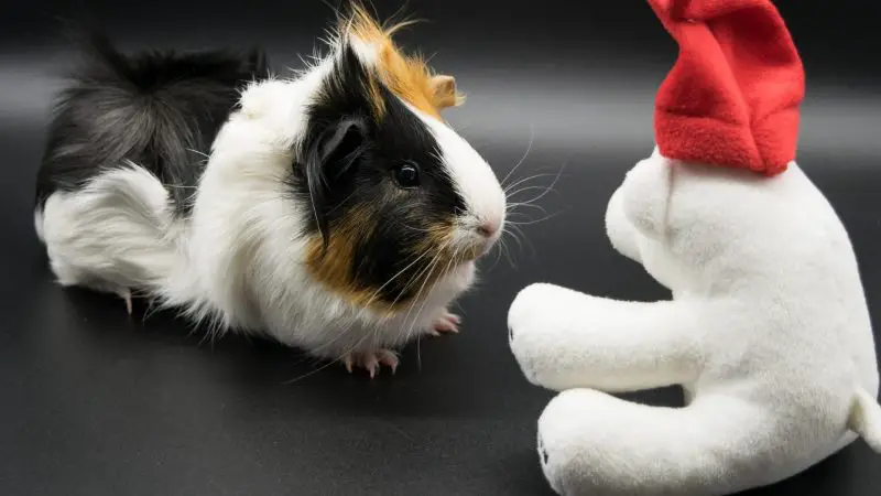 What to Look For When Purchasing Guinea Pig Toys