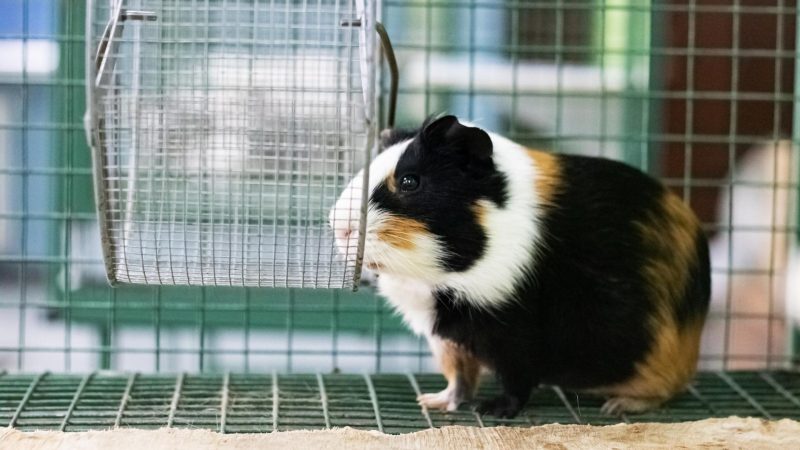 Where to Put the Large Guinea Pig Cage