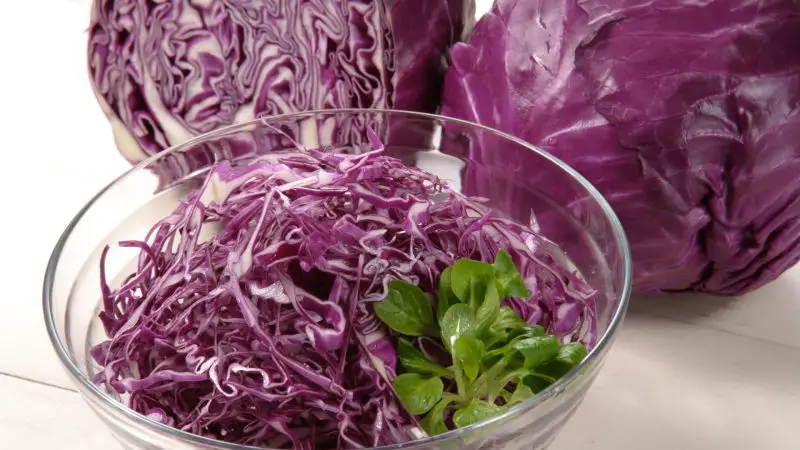 Are Red Cabbages Good for Guinea Pigs Health Benefits