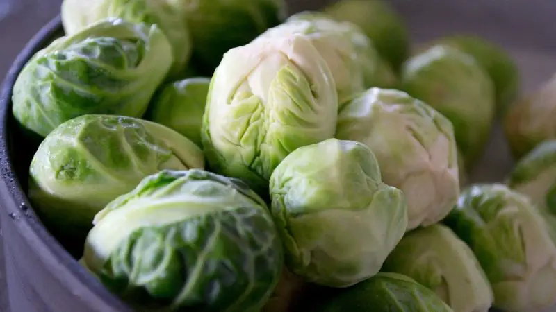 Are Sprouts Good for Guinea Pigs Health Benefits