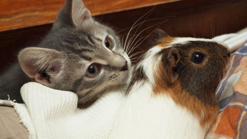 Can Dogs and Cats Transmit Diseases to Guinea Pigs