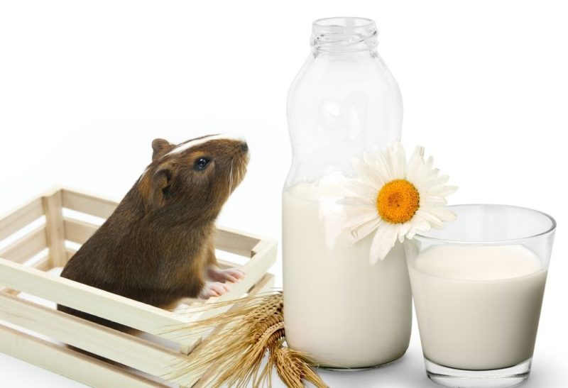 Can Guinea Pigs Drink Milk and Is It Dangerous for Them All You Need to Know