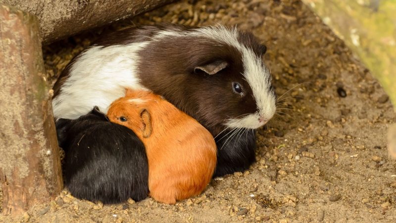Can Guinea Pigs Drink Milk