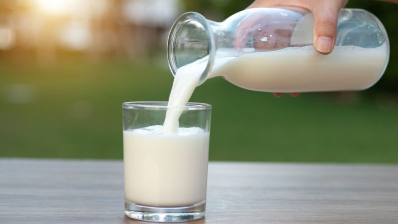 Can Guinea Pigs Drink Milk on a Daily Basis
