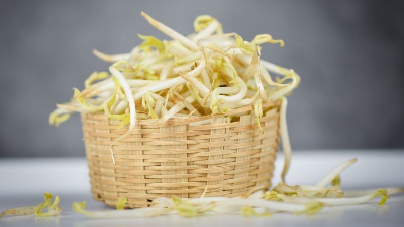 Can Guinea Pigs Eat Bean Sprouts