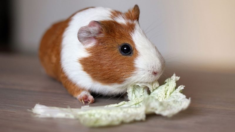 Can Guinea Pigs Eat Cabbage Every Day Serving Size and Frequency
