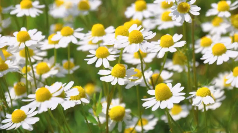 Can Guinea Pigs Eat Chamomile