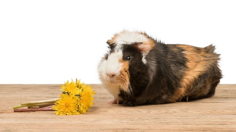 Can Guinea Pigs Eat Dandelion