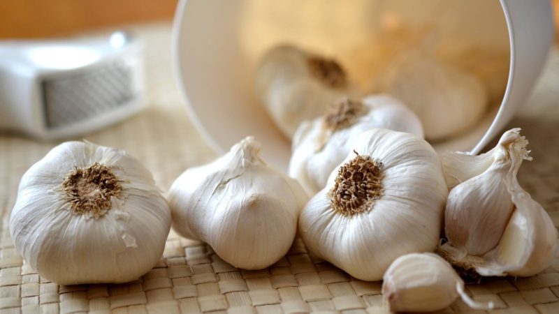 Can Guinea Pigs Eat Garlic Instead of Onion