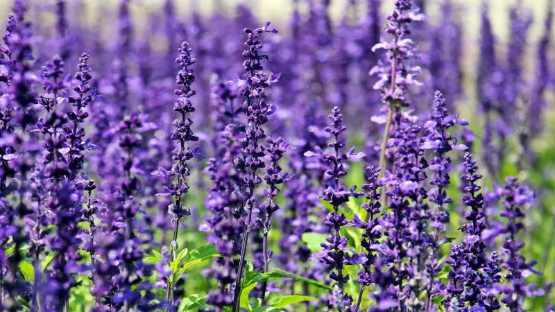 Can Guinea Pigs Eat Lavender