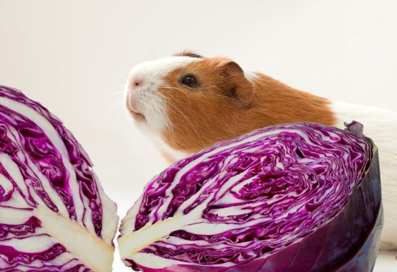 Can Guinea Pigs Eat Red Cabbage Important Facts