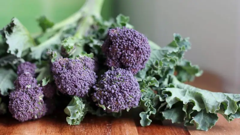 Can Guinea Pigs Eat Sprouting Broccoli