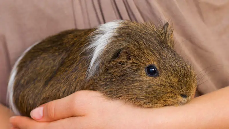 Can I Train the Guinea Pig to Swim