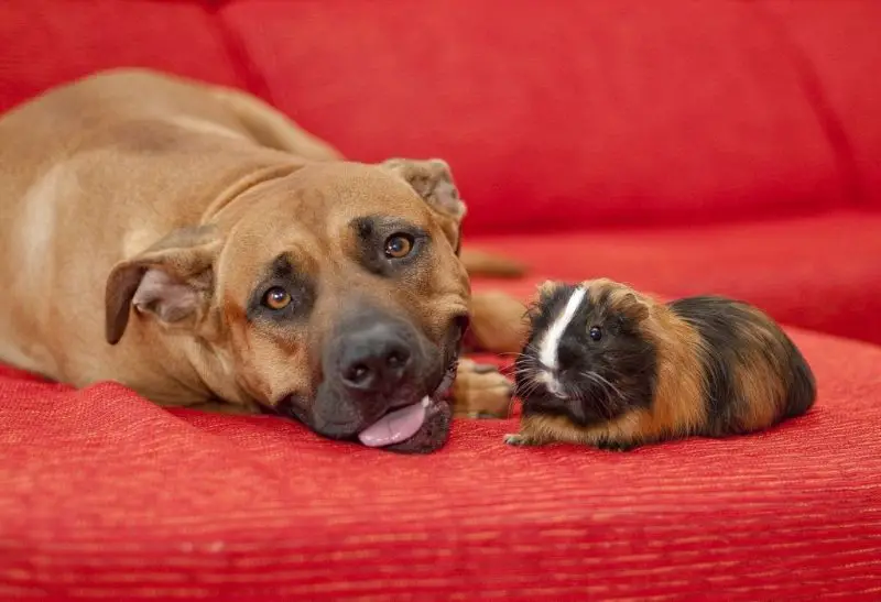 Dogs and Guinea Pigs Can They Get Along