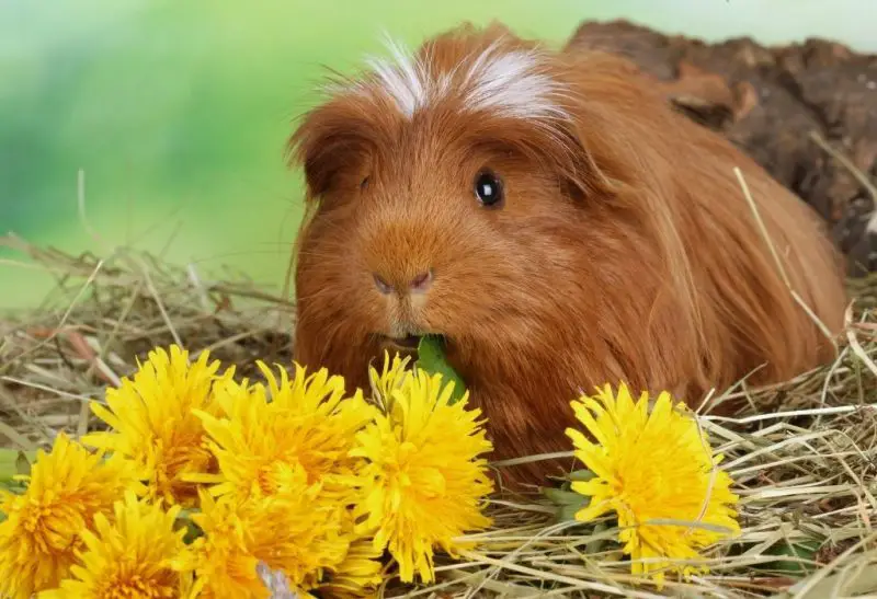Flowers That Guinea Pigs Can Eat Benefits, Risks, Serving Size & More!