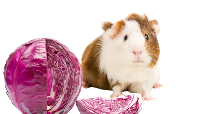 How Much Red Cabbage Should Guinea Pigs Eat