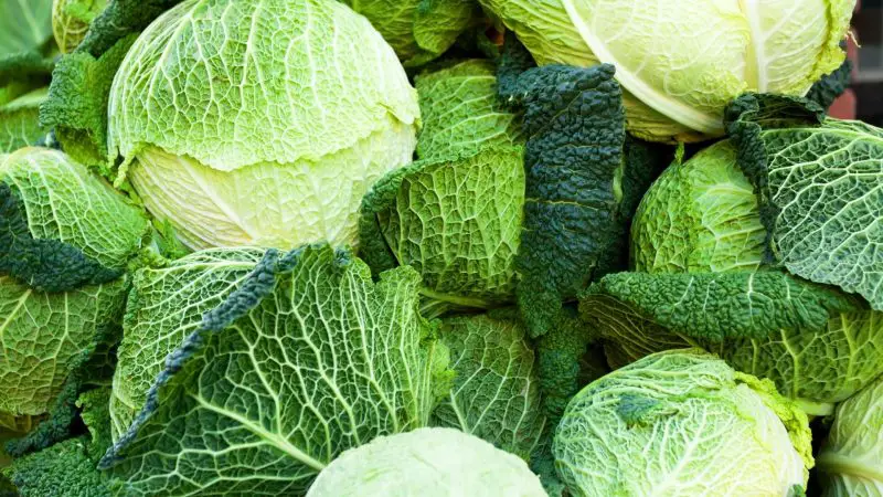 Is Savoy Cabbage Good for Guinea Pigs Health Benefits