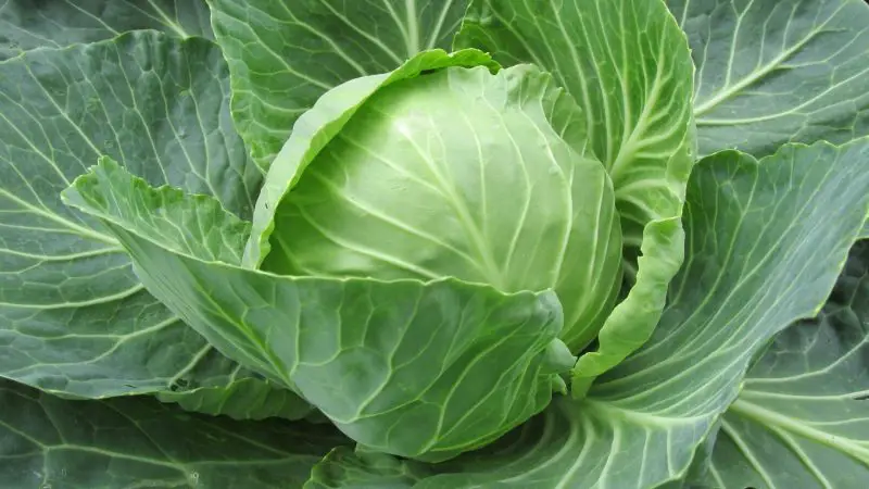 Is White Cabbage Good for Guinea Pigs Health Benefits