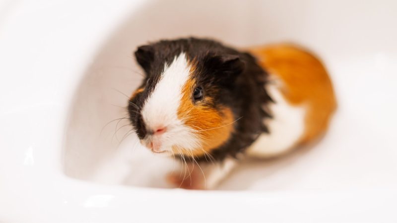 Research Do Pet Guinea Pigs Enjoy Swimming