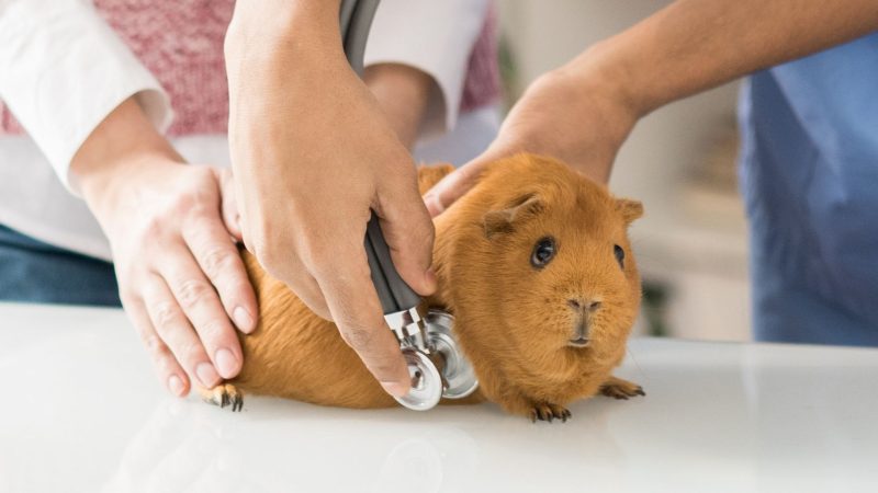 Risks of Feeding Sprouts to Guinea Pigs