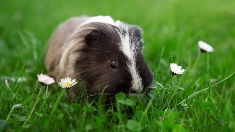 Risks to Consider When Feeding Flowers to Guinea Pigs