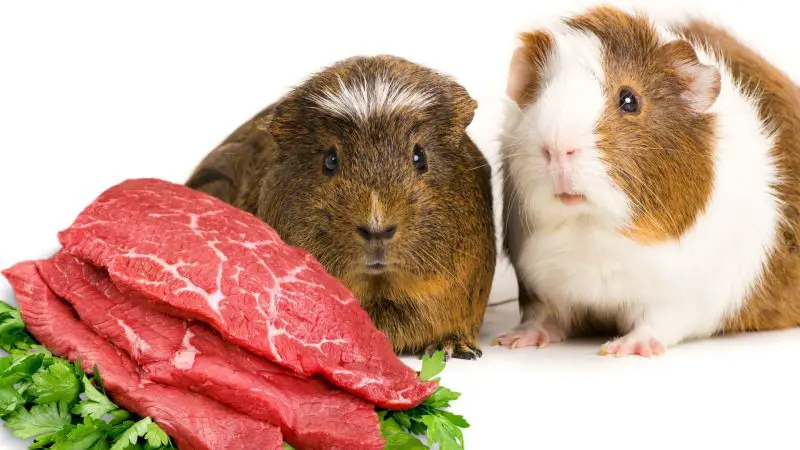 Risks to Consider When Feeding Meat to Guinea Pigs